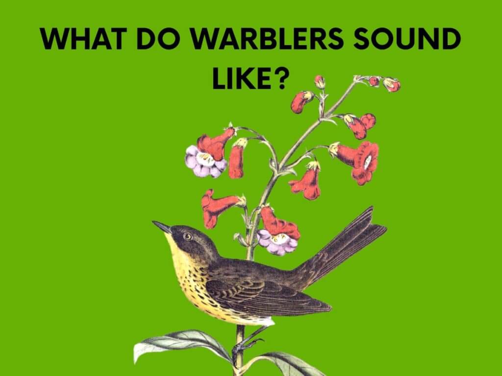 what do warblers sound like