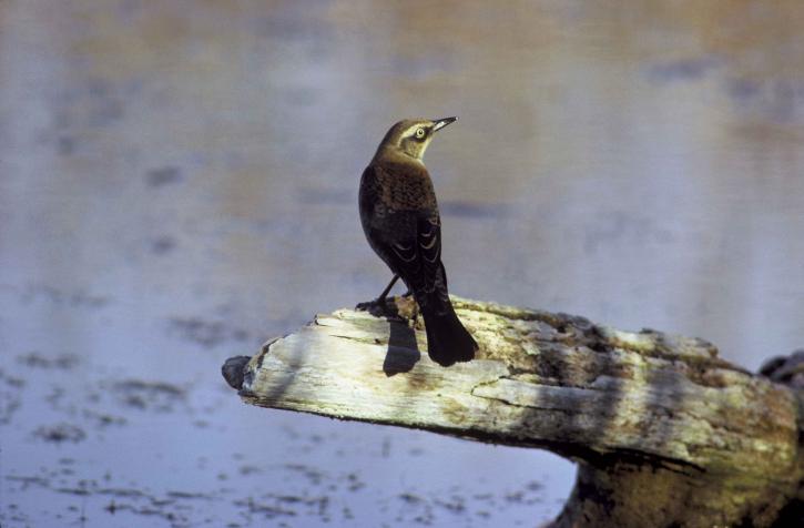Rusty blackbird (female)